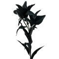 Floristik24 Kunstig blomsterlilje sort 84cm