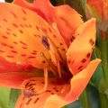 Kunstig Alstroemeria Orange blomst, kunstig buketdekoration, 75 cm, 3 stk. | Floristik24.dk
