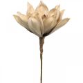 Floristik24 Lotusblomst, lotusblomst dekoration, kunstig plante beige L66cm