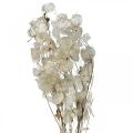 Floristik24 Lunaria tørrede blomster måneviolet sølvblad tørret 60-80cm 30g