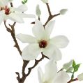 Floristik24 Magnolia hvid 51cm 3stk