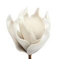 Floristik24 Magnolia blomstre lavet af skumgrå, hvid Ø10cm L26cm 4stk