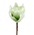 Floristik24 Magnolia blomstre lavet af skummateriale hvidgrøn Ø10cm L26cm 4stk