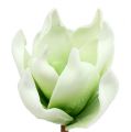Floristik24 Magnolia blomstre lavet af skummateriale hvidgrøn Ø10cm L26cm 4stk