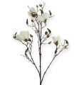 Floristik24 Magnolia gren hvid 110cm