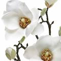 Floristik24 Magnolia gren hvid Dekorativ gren magnolia kunstig blomst