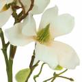 Floristik24 Magnolia Peach 85 cm
