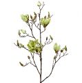 Floristik24 Magnolia gren grøn L110cm
