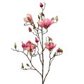 Floristik24 Magnolia gren violet 110cm 1p