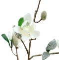 Floristik24 Magnolia gren hvid L 82cm med sne