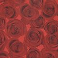 Floristik24 Manchetpapir silkepapir røde roser 25cm 100m