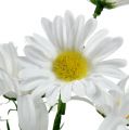 Floristik24 Daisy buket hvid 45cm