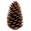 Maritima kogler 14/18 natur 25 stk | Floristik24.dk