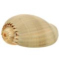 Floristik24 Melo rulle snegle shell natur 20cm - 22cm