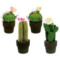 Floristik24 Mini kaktus med blomster H9-12cm 4stk