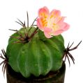 Floristik24 Mini kaktus med blomster H9-12cm 4stk