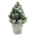 Floristik24 Mini juletræ i potte kunstigt sneet Ø14cm H24cm
