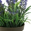 Floristik24 Mini lavendel i potte kunstig plante lavendel dekoration H16cm