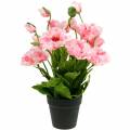 Floristik24 Orientalsk valmue, kunstig blomst, valmue i lyserød gryde