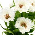 Floristik24 Valmue i en gryde hvid silke blomster blomsterdekoration