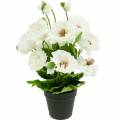 Floristik24 Valmue i en gryde hvid silke blomster blomsterdekoration