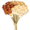 Floristik24 Tørrede kunstige valmuefrøkapsler, bundt med tre farver, 40 cm, 45 stk.
