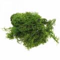 Floristik24 Dekorativt mos til kunsthåndværk Mørkegrønt naturligt mos konserveret 40g