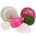 Floristik24 Shell Mix Hvid-Pink 350g