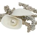 Floristik24 Skalblanding med perle og hvidt træ 200g