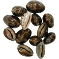 Cowrie shell deco natur maritim dekoration havsnegle 500g