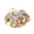 Floristik24 Shell mix naturlige 500g