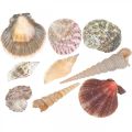 Skalmix, skaller og sneglehuse, sommerdekoration H3–5cm/L2,5–9cm 950g