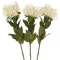 Floristik24 Nålepude kunstige blomster eksotiske protea leucospermum creme 73cm 3stk