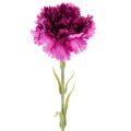 Floristik24 Kunstig nellike, tofarvet, lang stilk 56 cm, bundt med 8 stk.