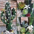 Floristik24 Blomsterskum figur kaktus sort 38cm x 74cm
