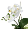 Floristik24 Orchid Phalaenopsis til at hænge H33cm creme
