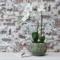 Floristik24 Plantekasse beton antik look grøn, brun plantekrukke rund Ø15,5cm