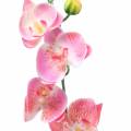 Floristik24 Orchid Phalaenopsis kunstig pink 60cm