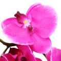 Floristik24 Orchid Phalaenopsis Pink 75cm