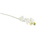 Floristik24 Orkidé Phalaenopsis kunstig 6 blomster hvid creme 70cm