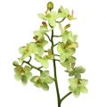 Floristik24 Orchid 56cm lysegrøn