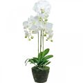 Floristik24 Kunstige orkideer til potten hvid 80cm
