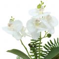 Floristik24 Hvid orkidé med mosekugler og rødder 36 cm