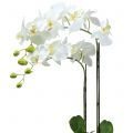 Floristik24 Orkidé hvid på 65 cm pære