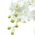 Floristik24 Orkidé hvid på 65 cm pære