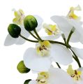 Floristik24 Orkideer i en gryde 30 cm hvid