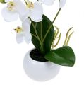 Floristik24 Orkideer i en gryde 30 cm hvid