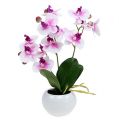 Floristik24 Orkideer i en gryde H30cm hvid-pink