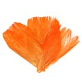 Floristik24 Palme fiber pastel lys orange 400gr