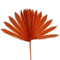 Floristik24 Palmspear Sun Orange 30 stk